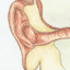 InternalEar03