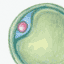 fertilizedOvum