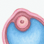 ovum